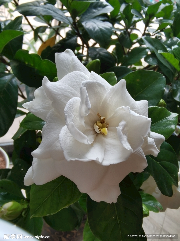 栀子花