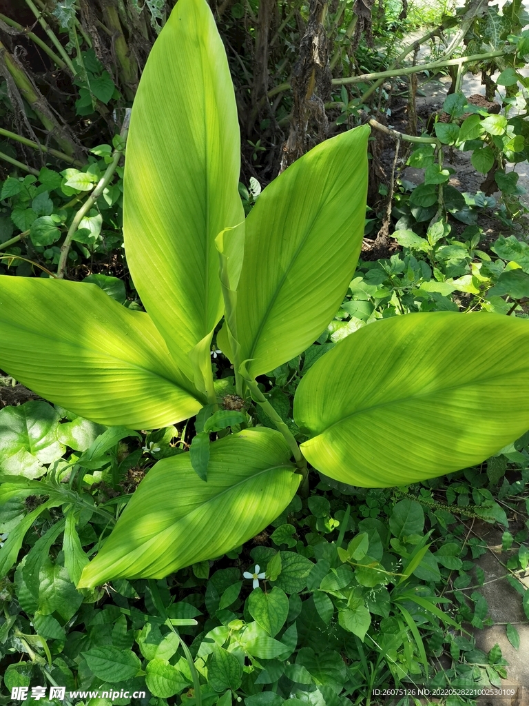 植物