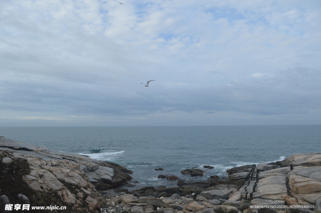海鸥听涛