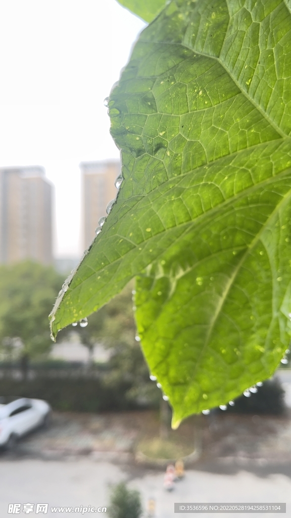 我家黄瓜叶片 