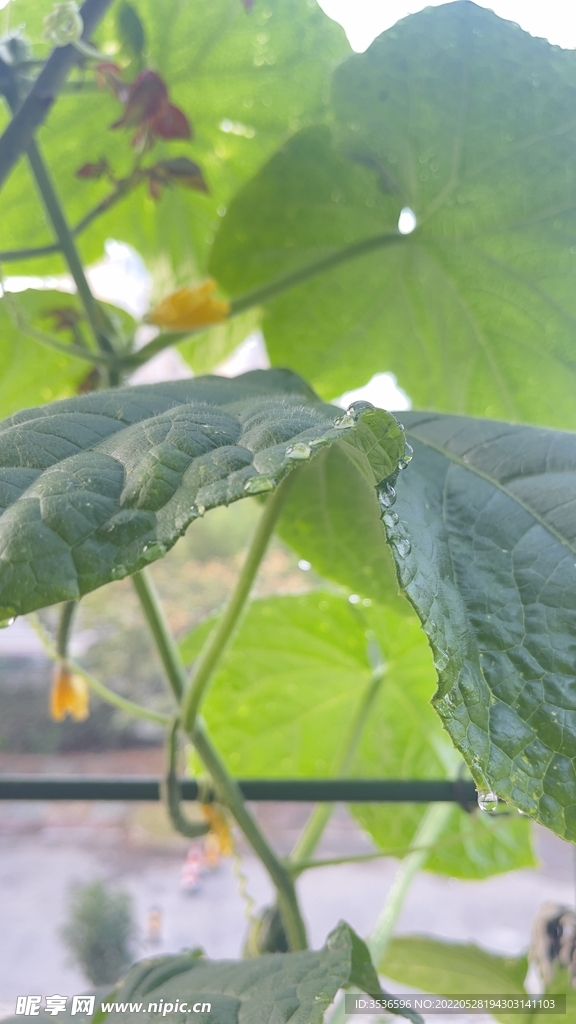 雨露黄瓜叶片