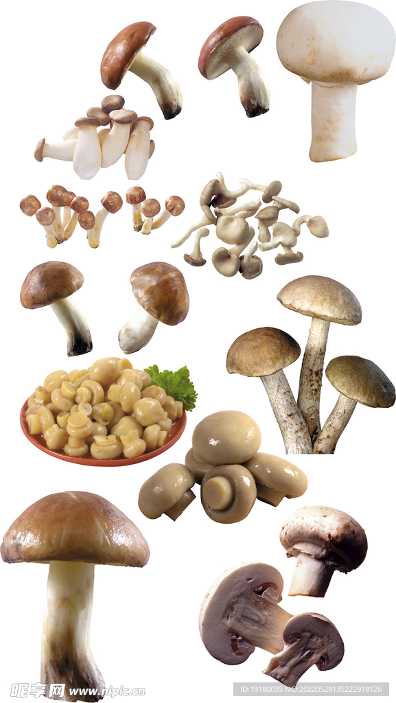 高清免扣蘑菇素材