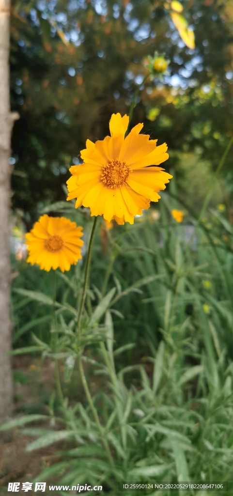 波斯菊