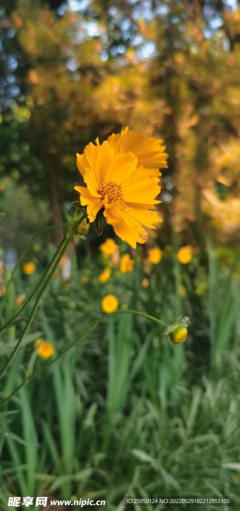 波斯菊