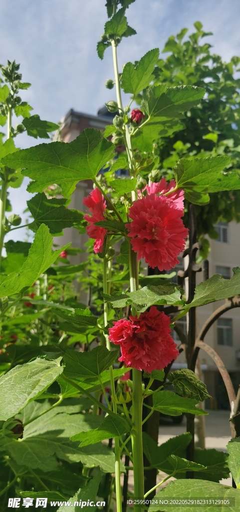 端午花一丈红 