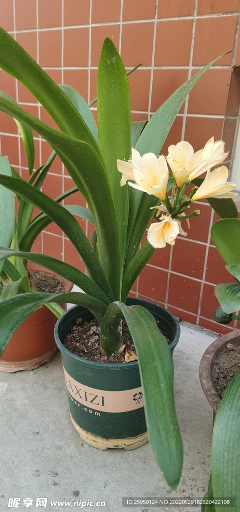 白色君子兰