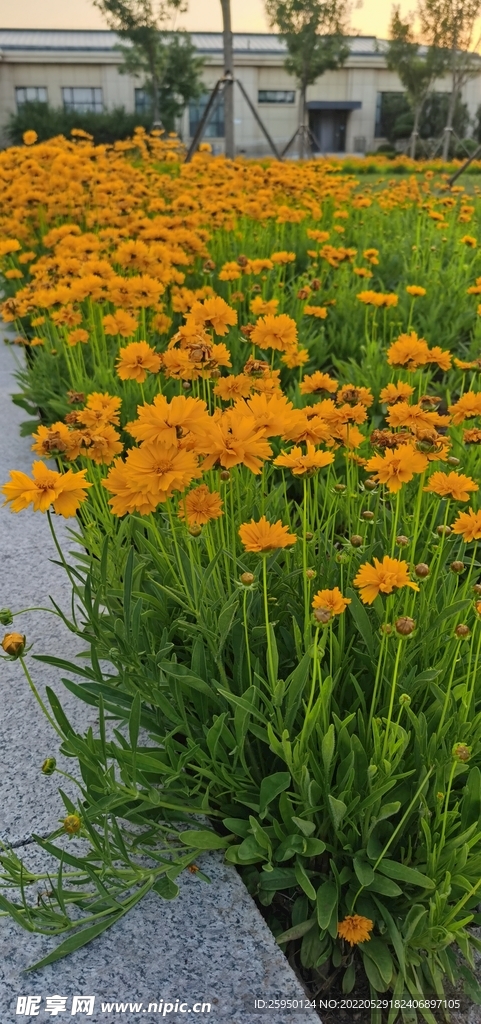 金鸡菊