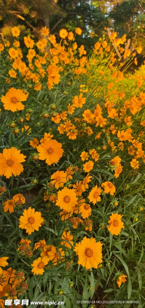 波斯菊 