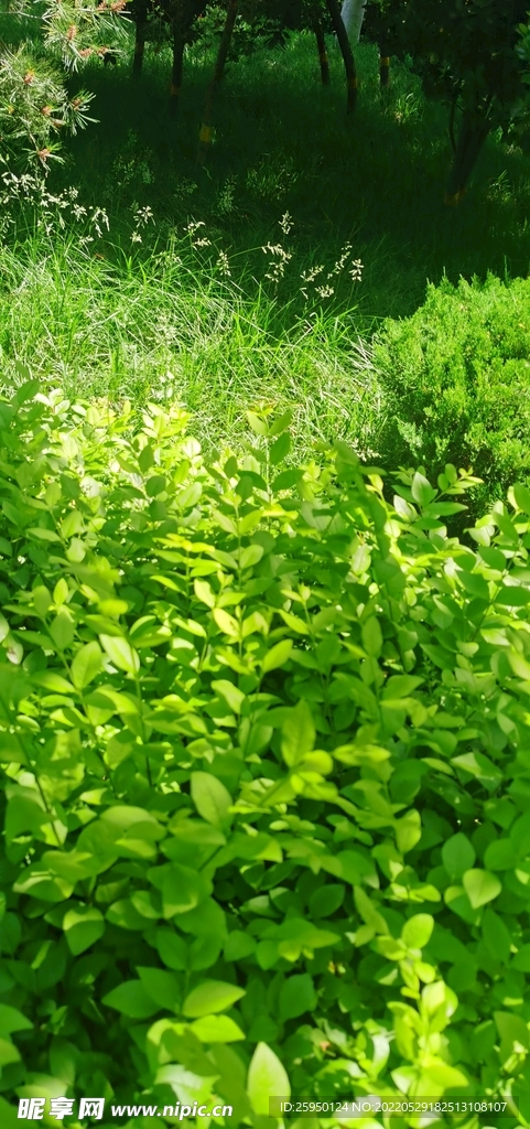 安静小草
