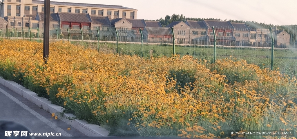 金鸡菊