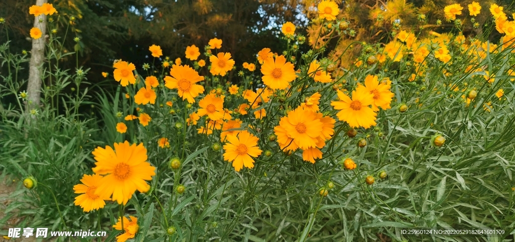 波斯菊
