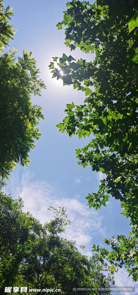 绿意浓浓