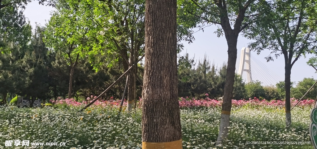 波斯菊