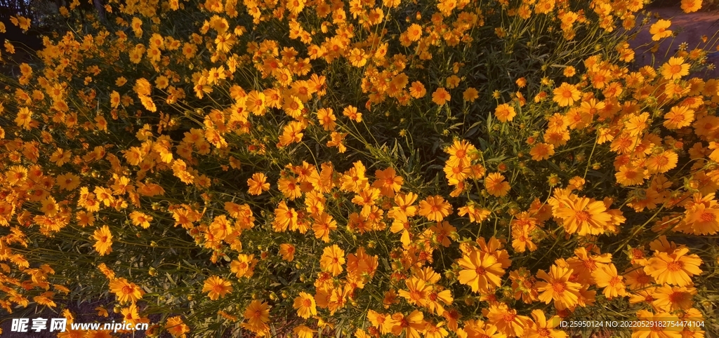 金鸡菊