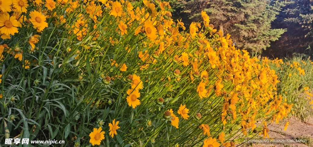 波斯菊