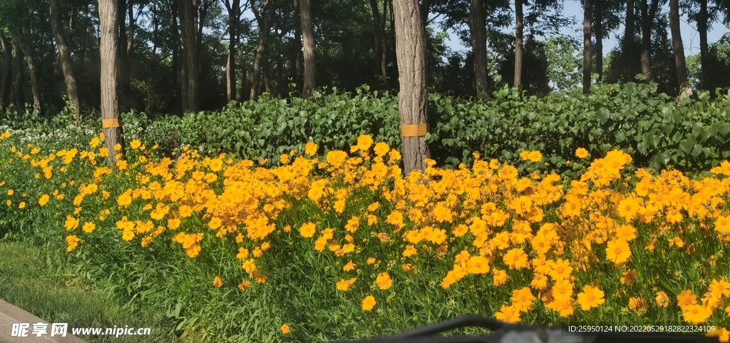 波斯菊