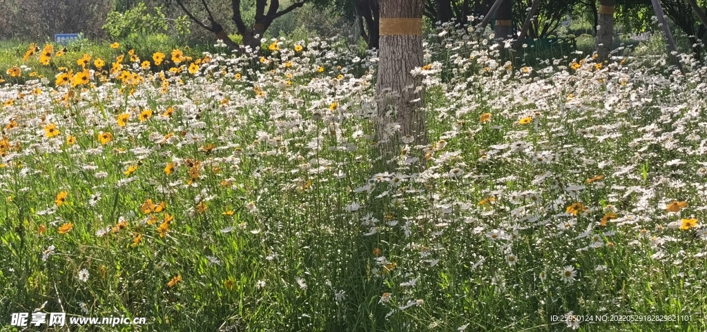波斯菊