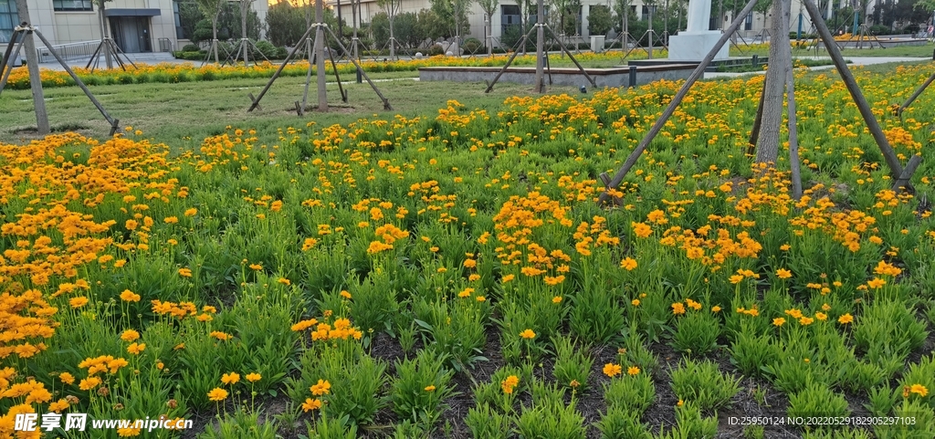 金鸡菊