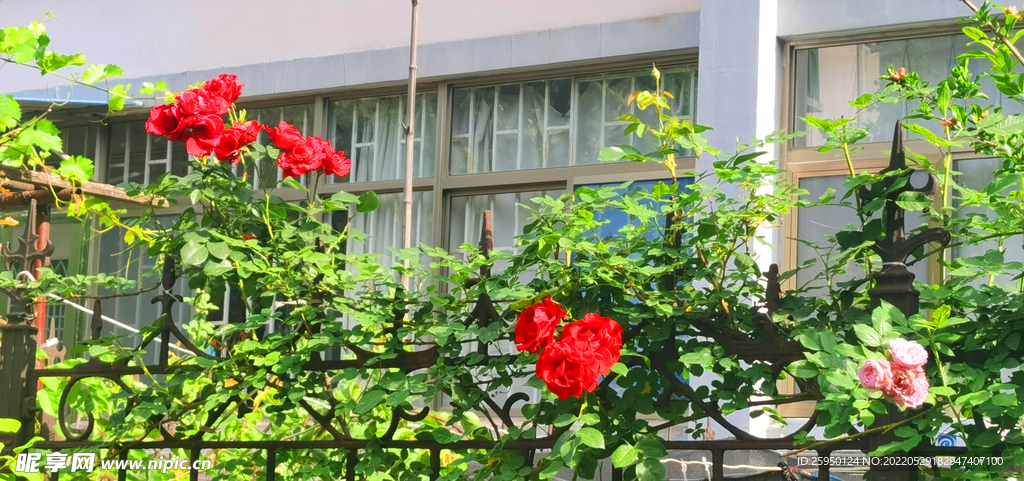 红玫瑰