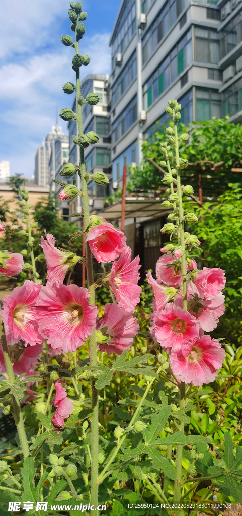 端午花
