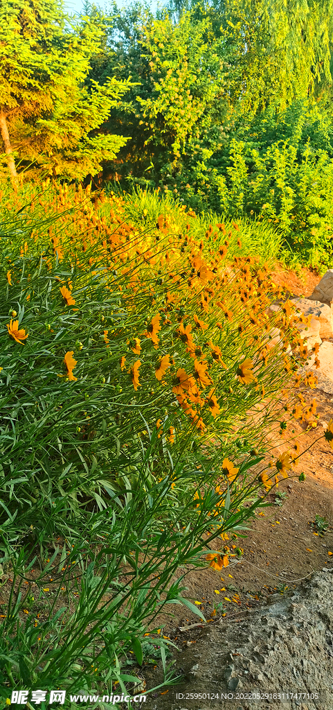 金鸡菊