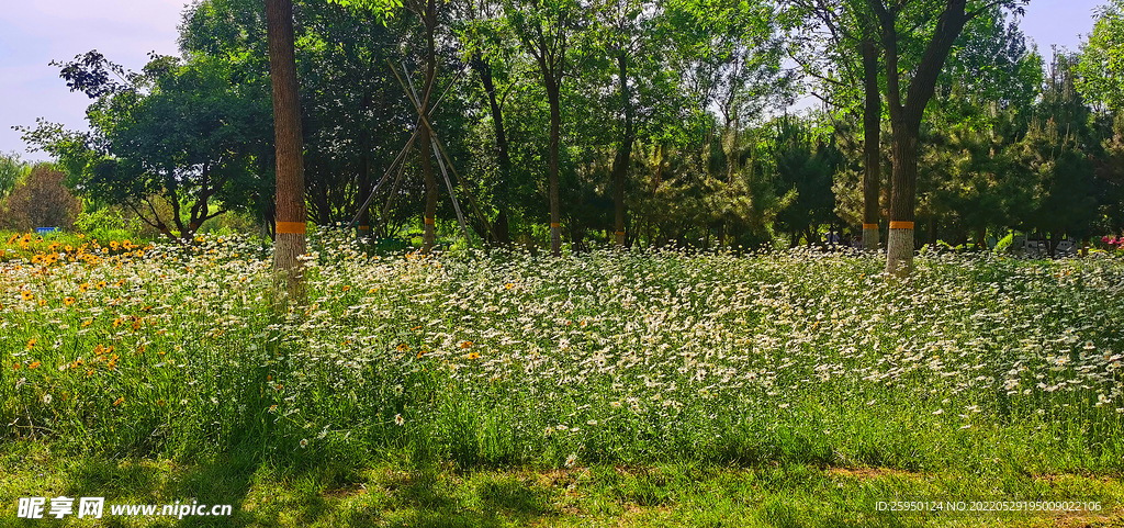 金鸡菊
