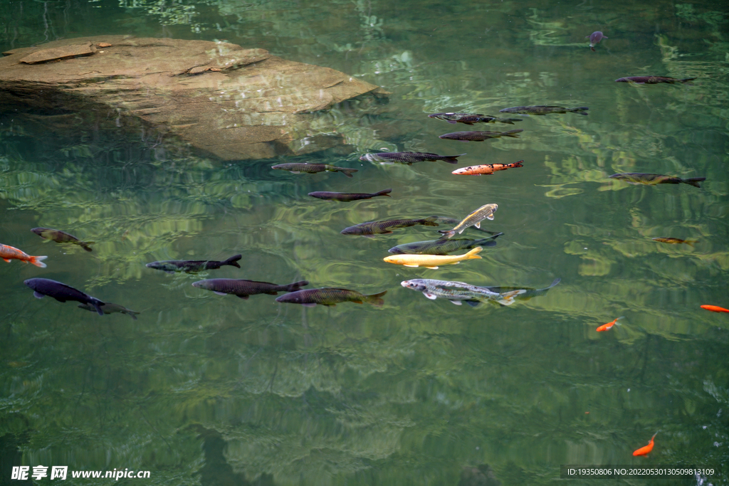 水中的鳟鱼鱼群