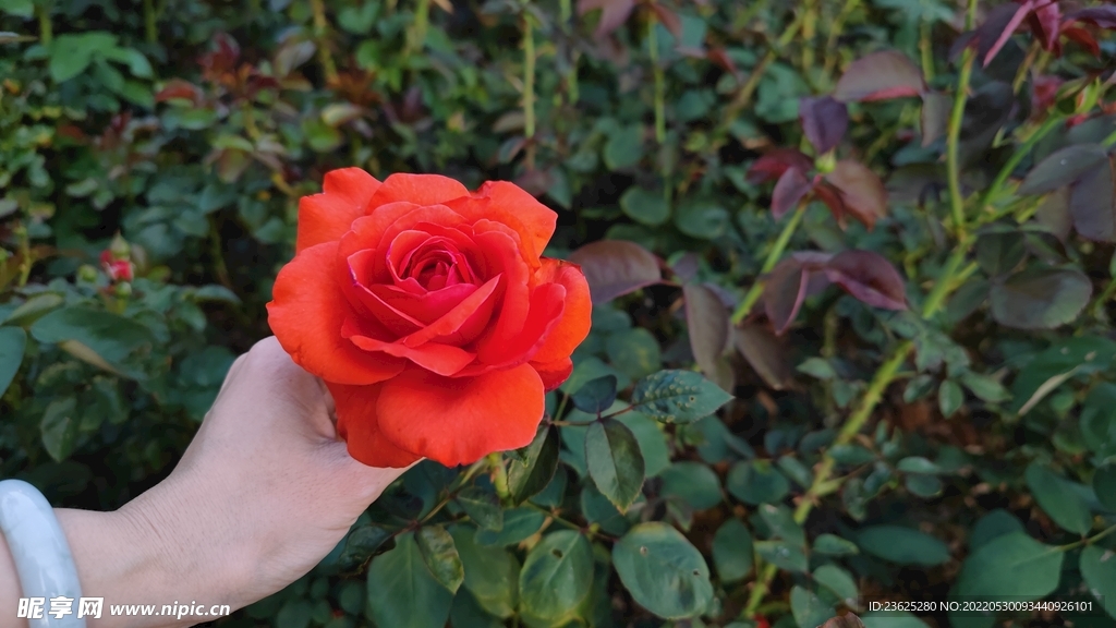 蔷薇花