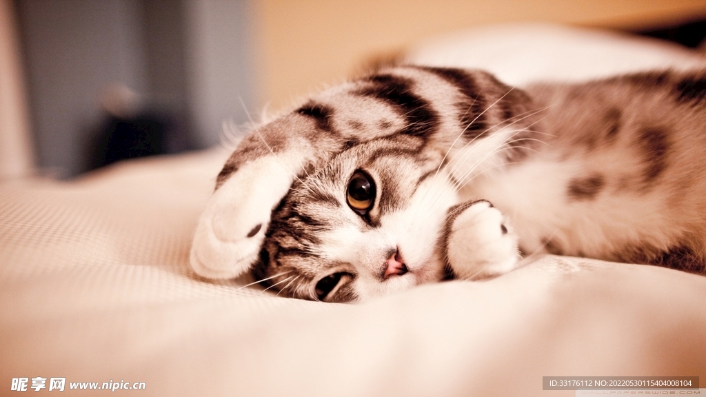 可爱猫咪