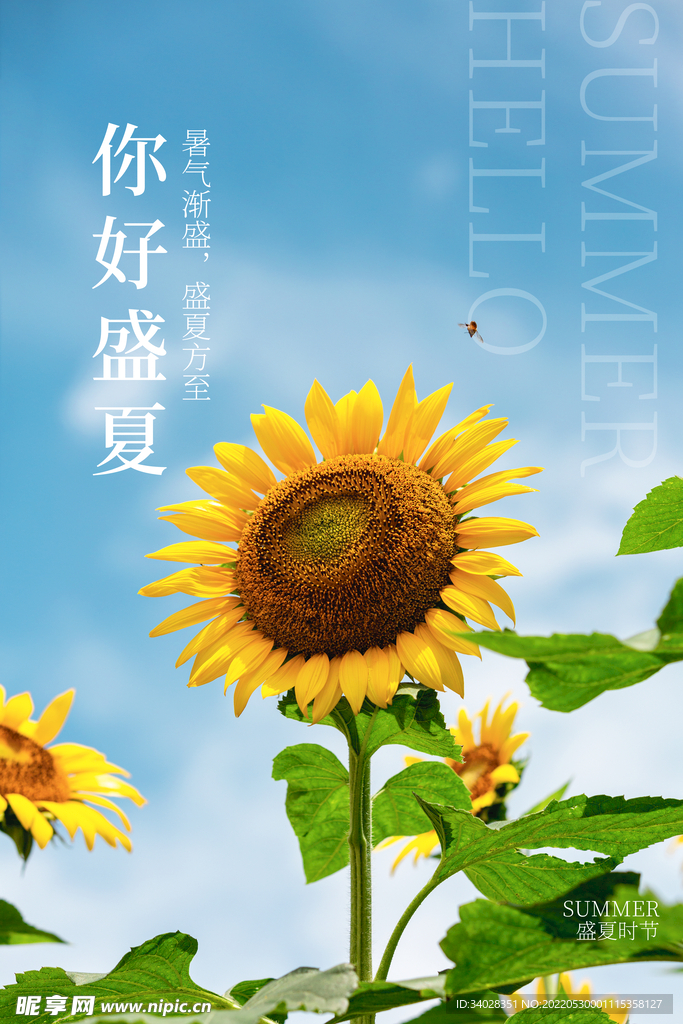夏天你好