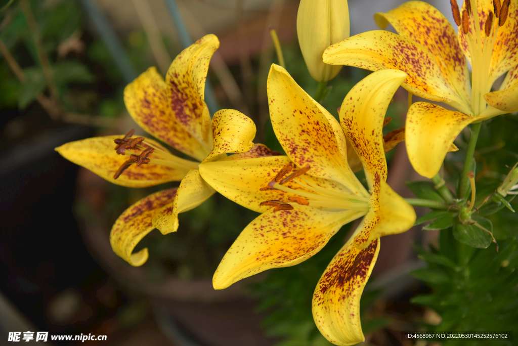 百合花