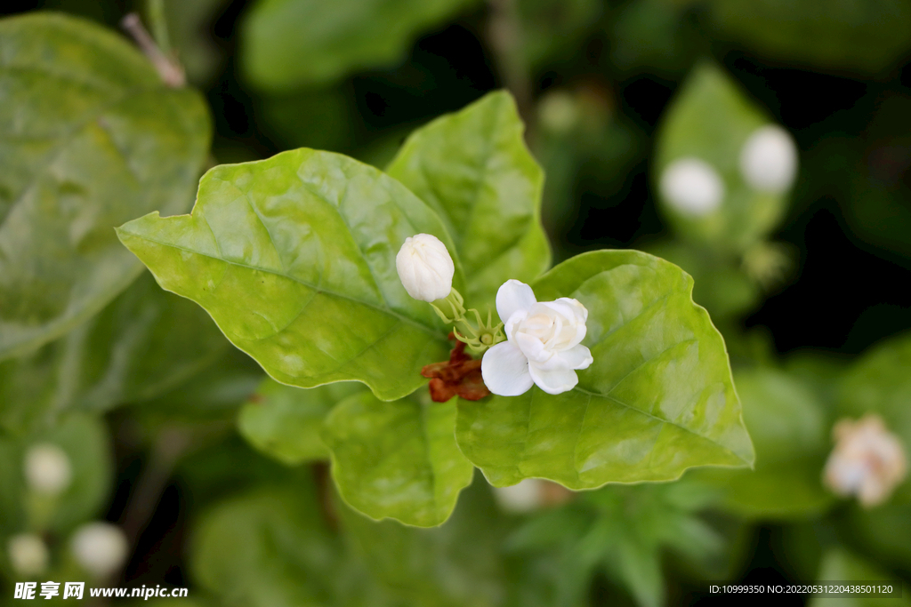 茉莉花