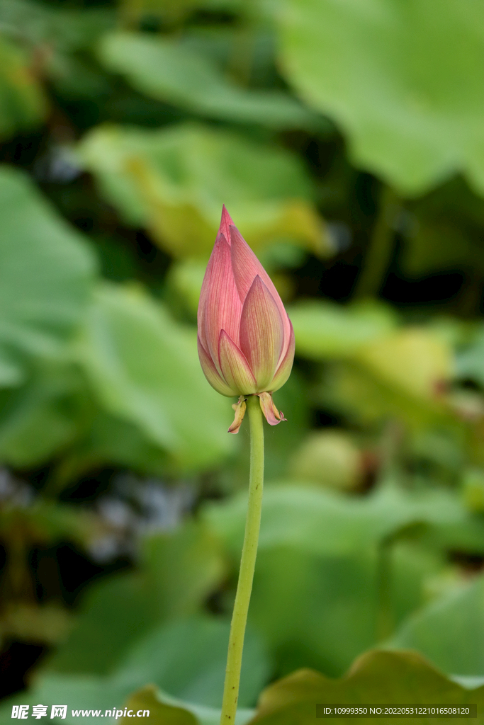  荷花苞