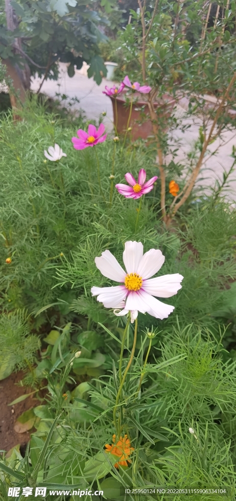 波斯菊