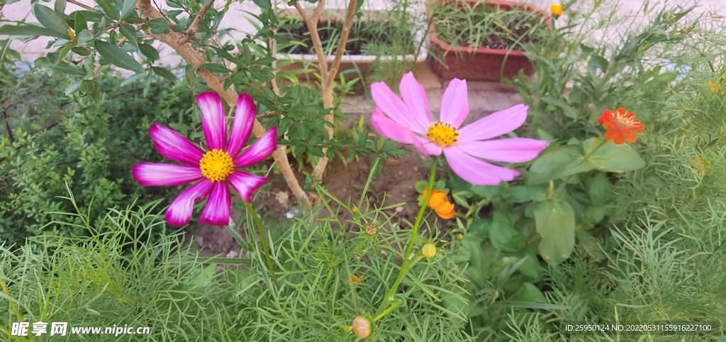 波斯菊