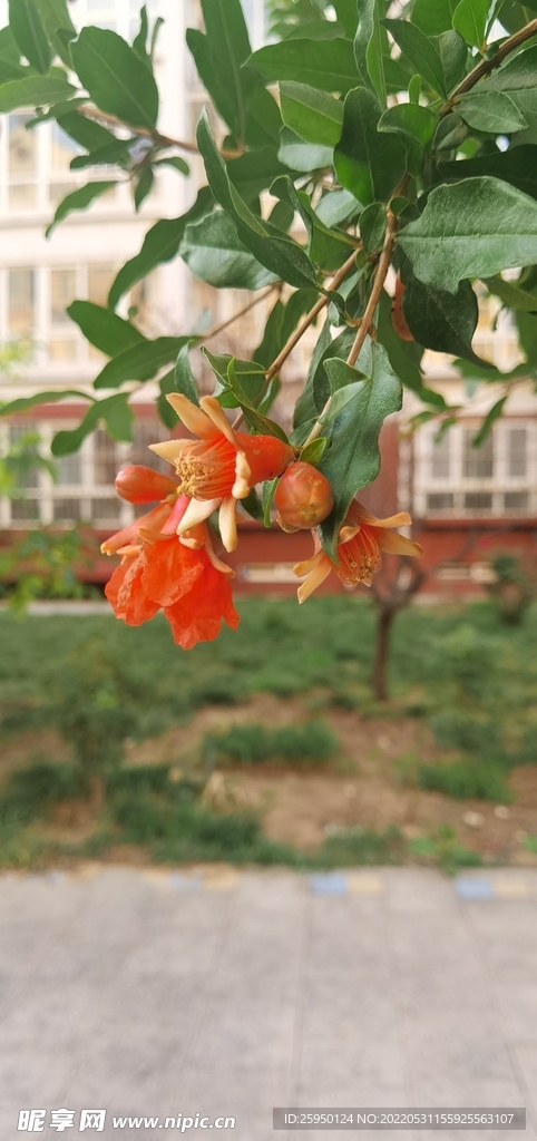 石榴花
