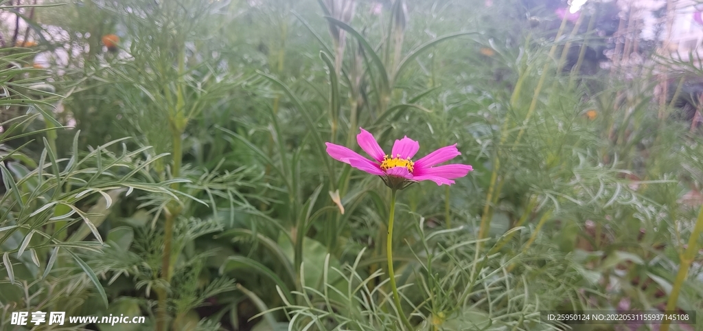 波斯菊