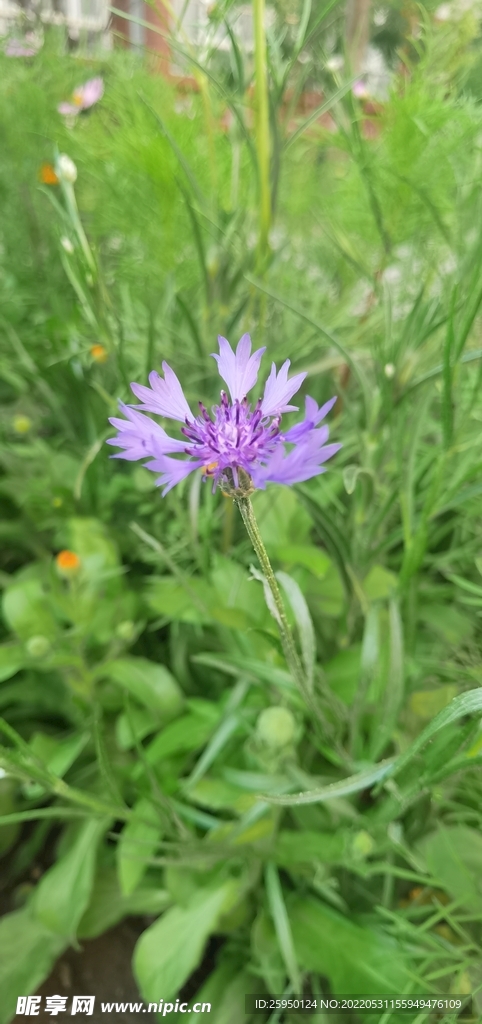 波斯菊