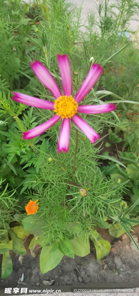 波斯菊