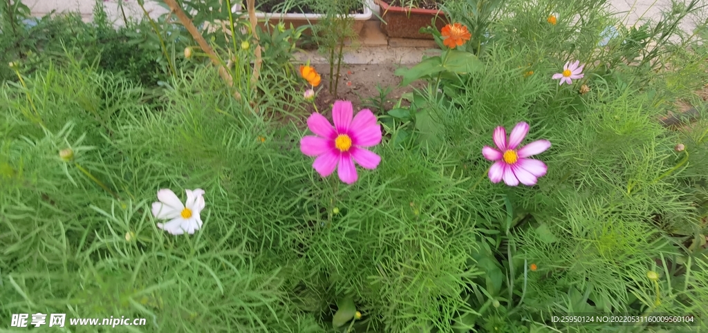 波斯菊