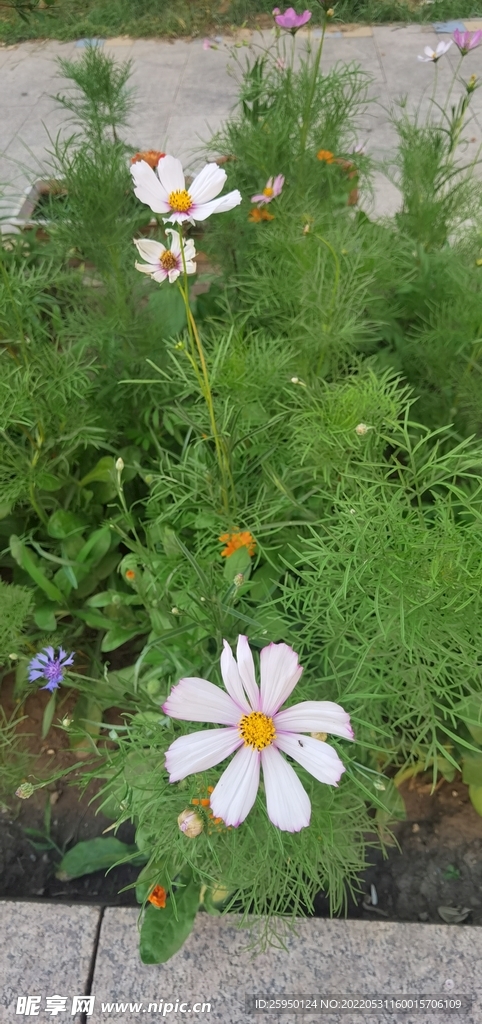 波斯菊