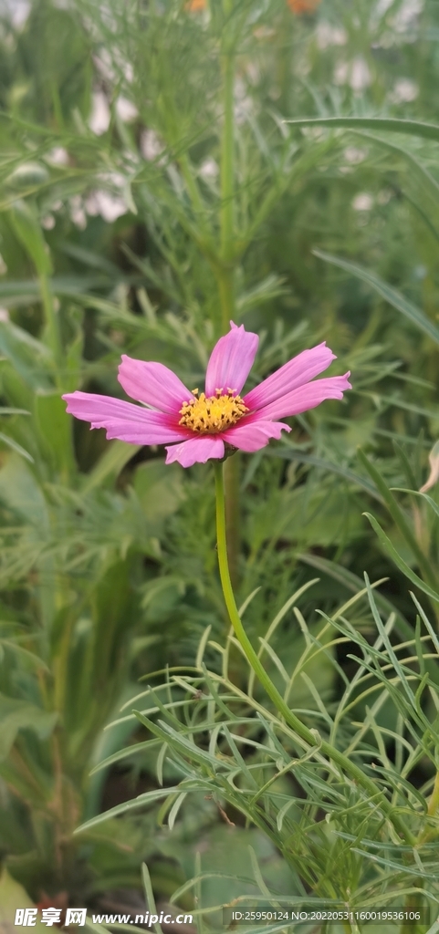 波斯菊 