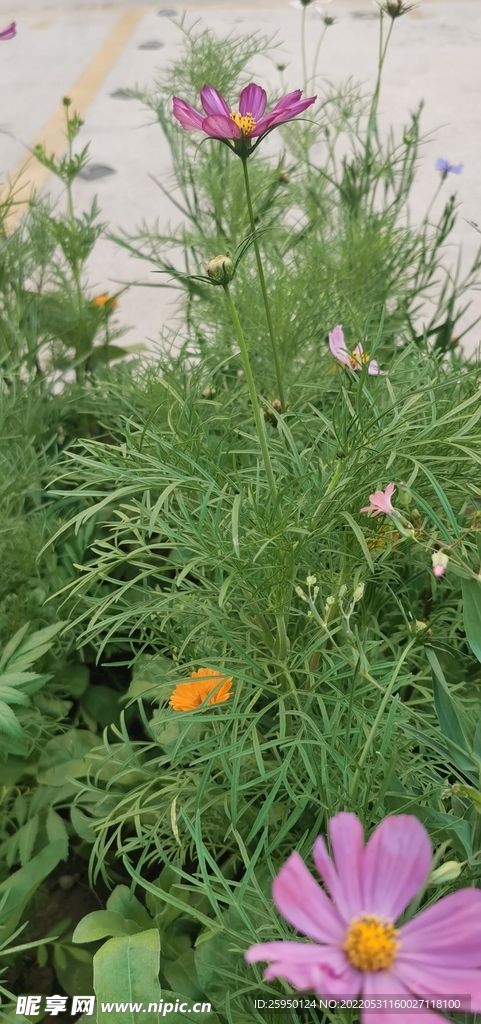 波斯菊 