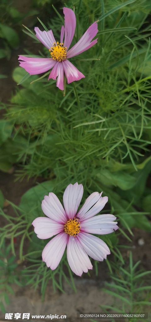 波斯菊