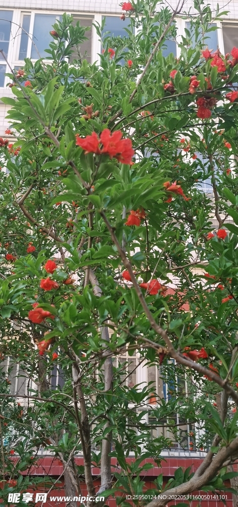 石榴花