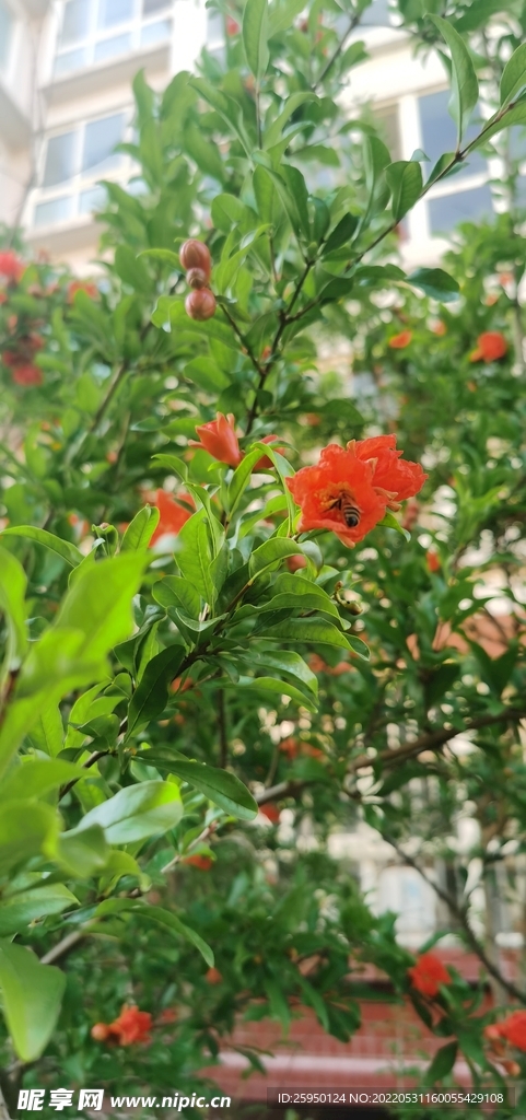 石榴花