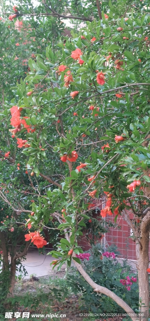 石榴花