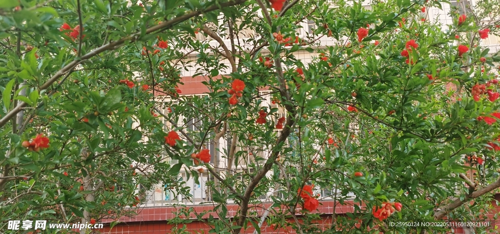 石榴花