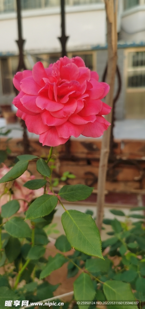 红玫瑰
