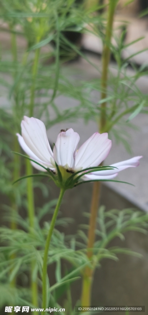 白色波斯菊